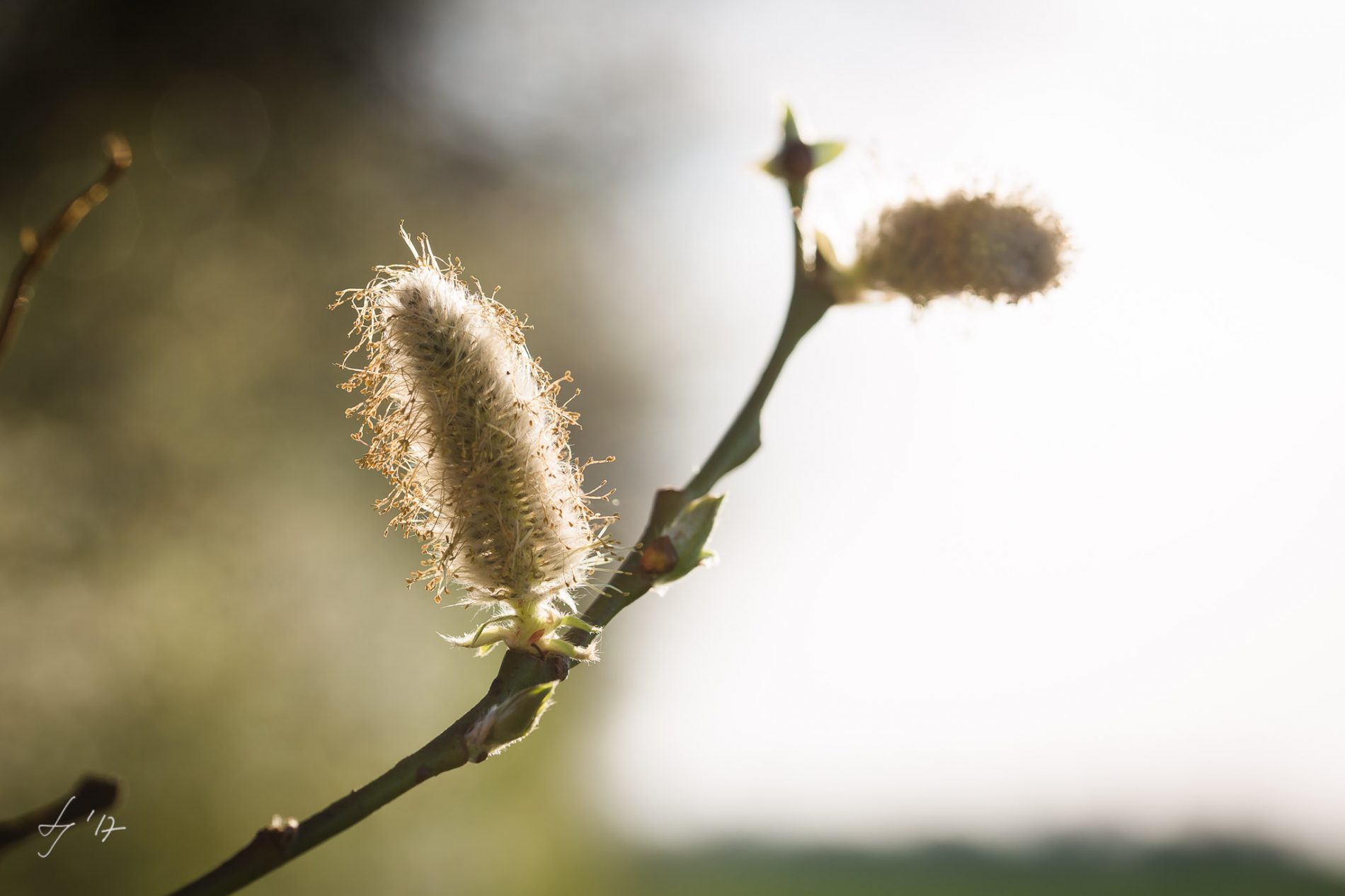 LS-Photographie-Fotograf-Dueren-Lehmann-Weidenkätzchen-blühend