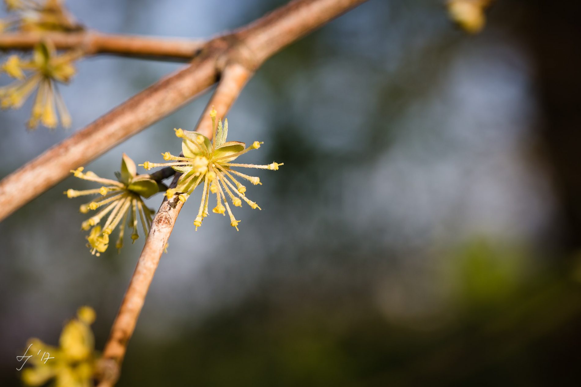 LS-Photographie-Fotograf-Dueren-Lehmann-Blüte-gelb