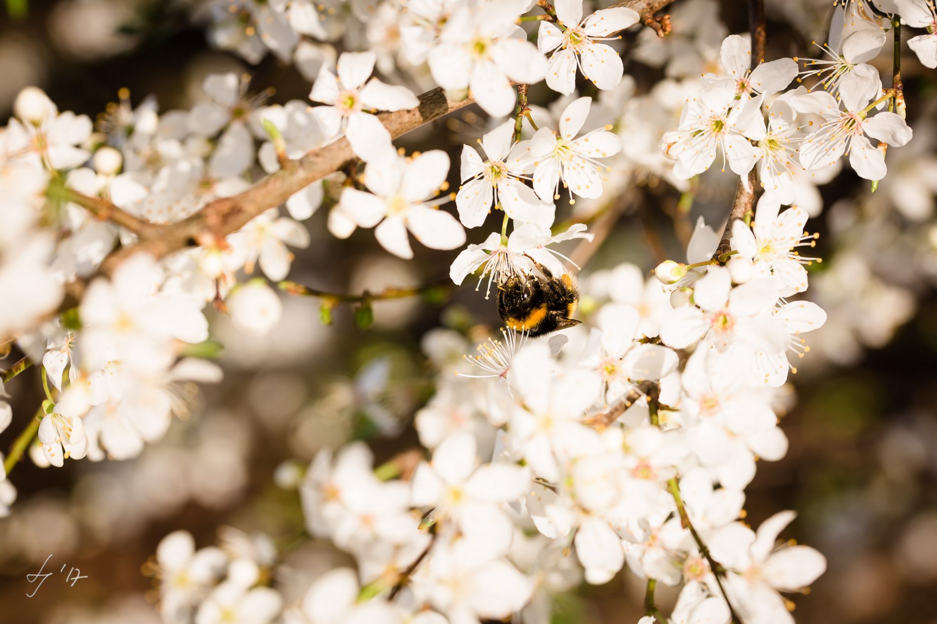 LS-Photographie-Fotograf-Dueren-Lehmann-Kirschblüten-weiß-Hummel