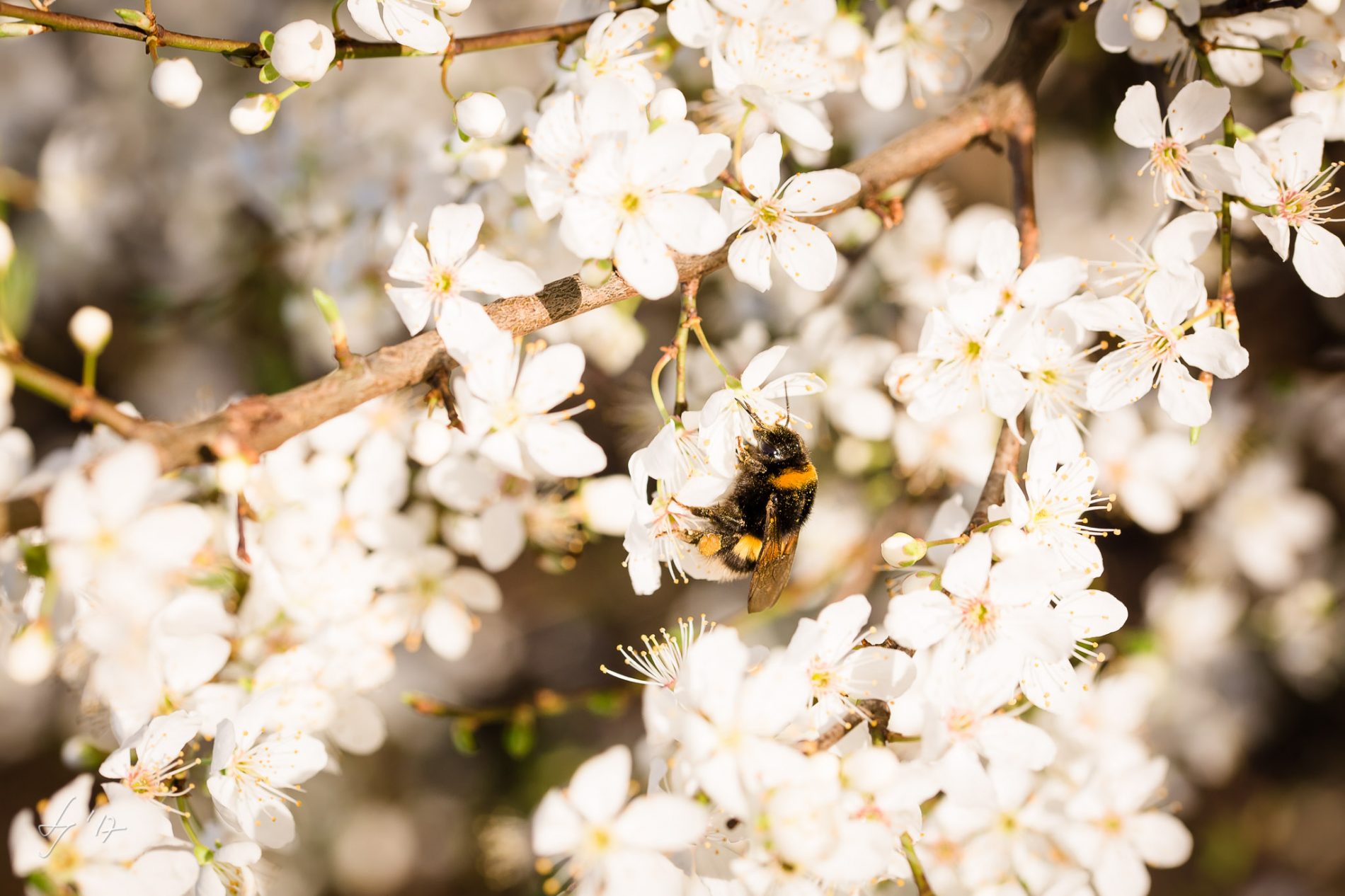 LS-Photographie-Fotograf-Dueren-Lehmann-Kirschblüten-weiß-Hummel