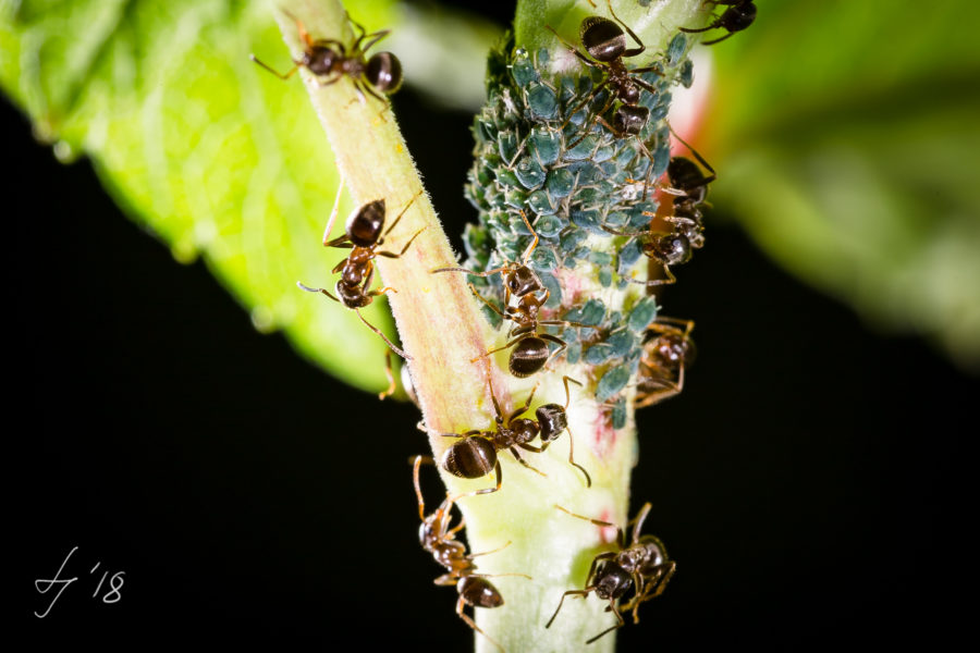 KW23 Natur Insekten Sebastian Lehmann - LS-Photochallenge-2018