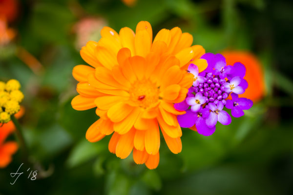 KW25 Natur Pflanzen Sebastian Lehmann - LS-Photochallenge-2018